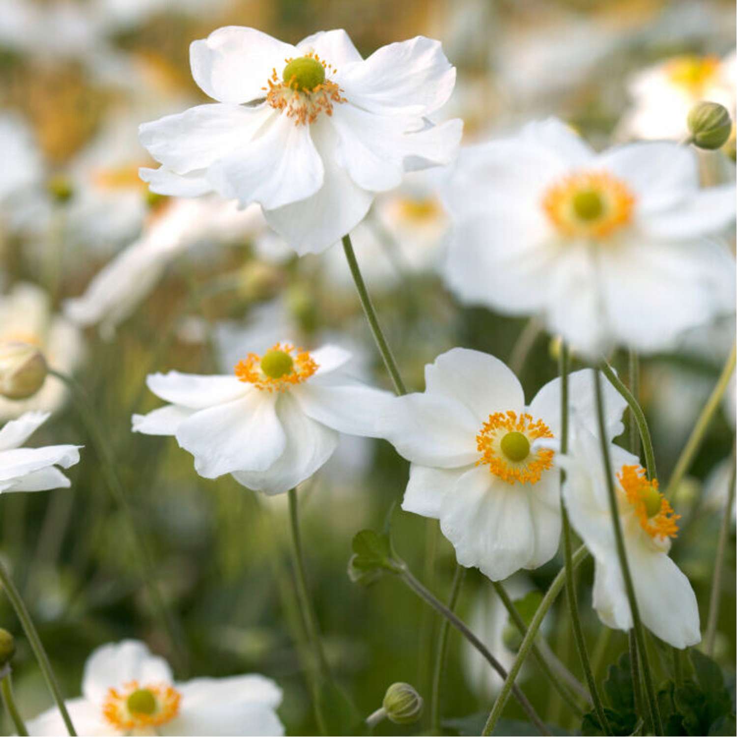 Tarhasyysvuokko 'Honorine Jobert' (Anemone × hybrida)